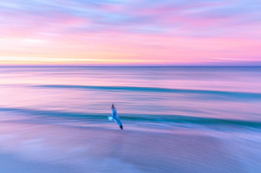 Seagull over water